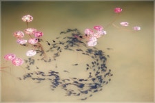 수묵담채화 - 베스트갤러리 출사코리아