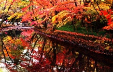 선운사의가을 - 베스트갤러리 출사코리아