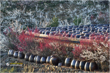 매화마을의아침 - 베스트갤러리 출사코리아