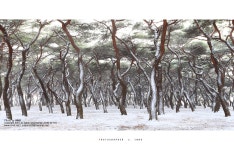 흥덕왕릉 - 베스트갤러리 출사코리아