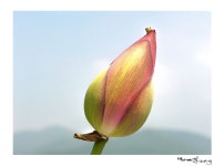 연 - 베스트갤러리 출사코리아