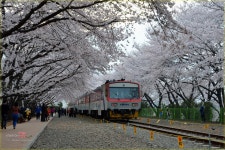 경화역 - 베스트갤러리 출사코리아