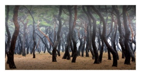 솔숲의 향기 - 베스트갤러리 출사코리아