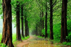 비오는 상암 메타길.. - 쿨갤러리 출사코리아