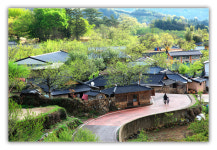 평사리의 봄 - 쿨갤러리 출사코리아