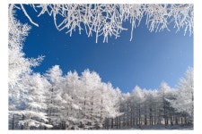 만항제, - 쿨갤러리 출사코리아