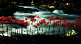 선운사의꽃무릇 - 쿨갤러리 출사코리아