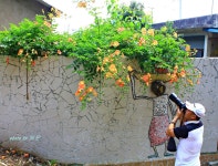 성안마을 능소화... - 쿨갤러리 출사코리아