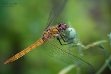 [신리너와마을] 접사의 세계 - 쿨갤러리 출사코리아