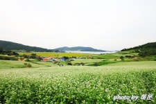 선학동 메밀밭에서... - 쿨갤러리 출사코리아
