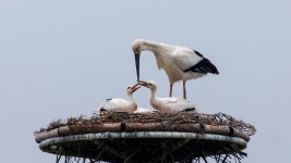 황새공원 - 쿨갤러리 출사코리아