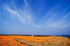 감귤말리기 - 쿨갤러리 출사코리아