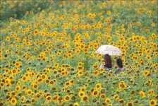 해바라기.. - 쿨갤러리 출사코리아