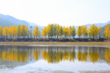 은행나무길 - 쿨갤러리 출사코리아