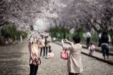 봄나드리 - 쿨갤러리 출사코리아