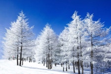 만항재상고대 - 쿨갤러리 출사코리아