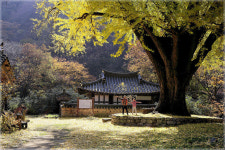 운곡서원 추경 - 쿨갤러리 출사코리아
