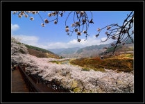 벚꽃십리길 - 쿨갤러리 출사코리아