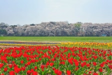 반월성의 봄 - 쿨갤러리 출사코리아