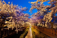 여좌천 야경 - 쿨갤러리 출사코리아