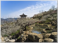 광양매화 - 쿨갤러리 출사코리아