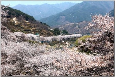 하동 벗꽃길.. - 쿨갤러리 출사코리아