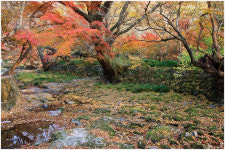 10  선운사 - 쿨갤러리 출사코리아