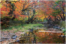 10  선운사 - 쿨갤러리 출사코리아