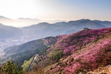 진달래와 산그리메 - 쿨갤러리 출사코리아