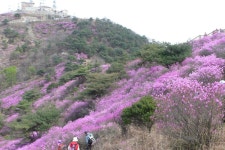 강화고려산 진달래 번개 - 출사,번개알림 출사코리아