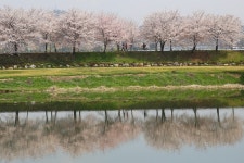 벚꽃길 - 추천갤러리 출사코리아