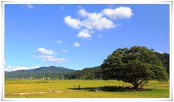 원정리 느티나무에서... - 추천갤러리 출사코리아