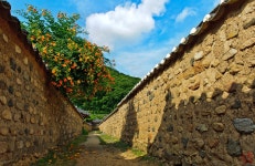 구중궁궐능소화 - 추천갤러리 출사코리아