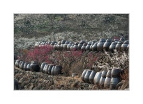 매화 향 가득 한 날 - 추천갤러리 출사코리아