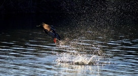 청둥오리의 힘찬비상 - 추천갤러리 출사코리아