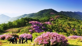 바래봉의추억 - 추천갤러리 출사코리아