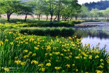 꽃창포가 피어있는 호수 - 추천갤러리 출사코리아