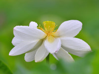 백연 - 추천갤러리 출사코리아