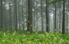 만항재 - 추천갤러리 출사코리아