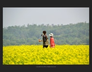 구리 유채꽃 축제. - 추천갤러리 출사코리아