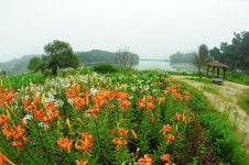 능내리의 아침 - 추천갤러리 출사코리아