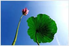 연 - 추천갤러리 출사코리아