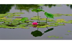 연꽃이야기 - 추천갤러리 출사코리아