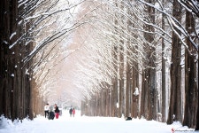 아름다운 메타길~ - 추천갤러리 출사코리아