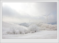 대관령 눈꽃 - 추천갤러리 출사코리아