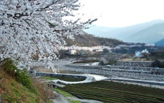 화개장터 가는길 - 추천갤러리 출사코리아