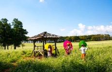 메밀밭추억 - 추천갤러리 출사코리아