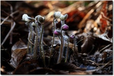 풍도의 3종 세트 - 추천갤러리 출사코리아