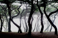 흥덕왕릉 - 추천갤러리 출사코리아