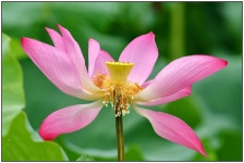 연 - 추천갤러리 출사코리아